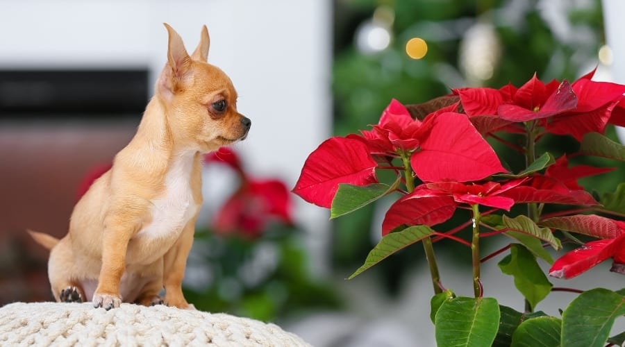 Small dog looking at red flower plant.