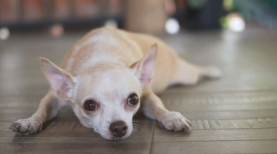 Chihuahua Lying on the Ground and Looking Up