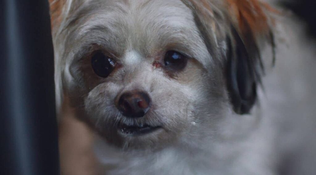 Chihuahua Maltese Mix rescue face up close