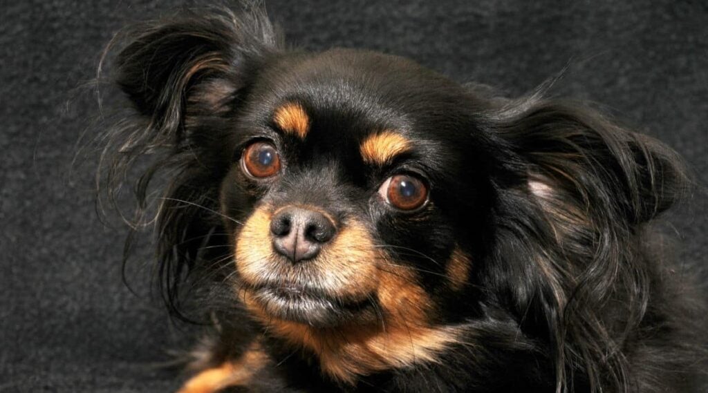 Chihuahua Maltese Mix tricolor face up close