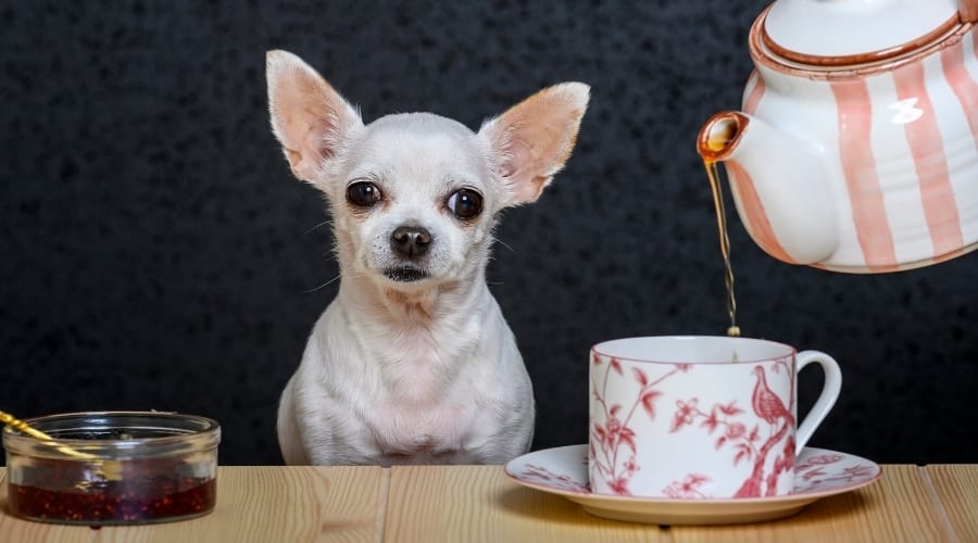 Chihuahua Next to Pot of tea.