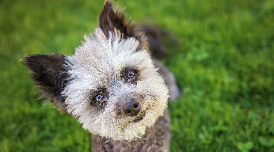 Chihuahua Poodle
