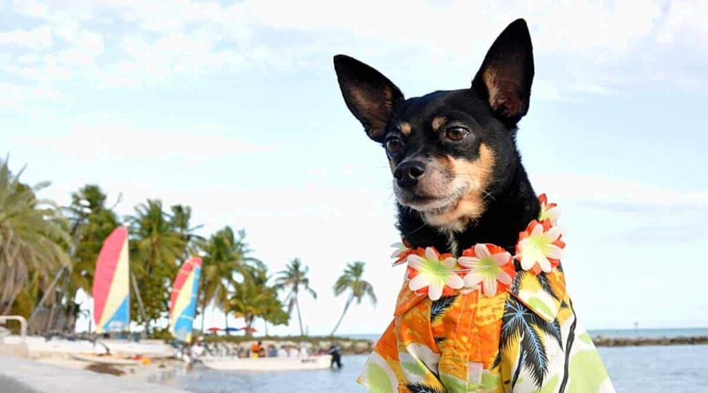 Chihuahua Pup With Tropical Hawaiian Shirt