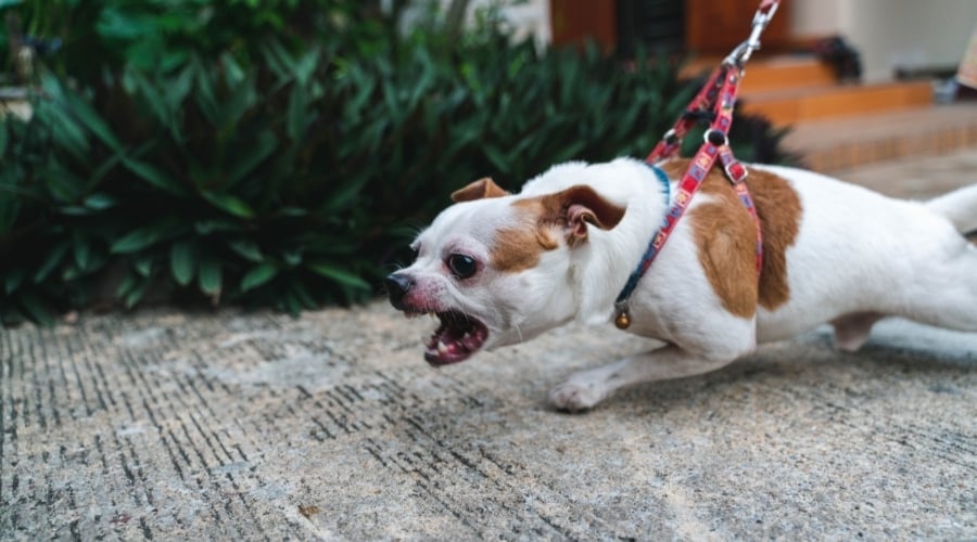 Chihuahua Showing Aggression
