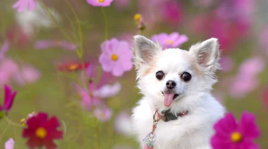 Chihuahua With Its Tongue Out Among Pink Flowers