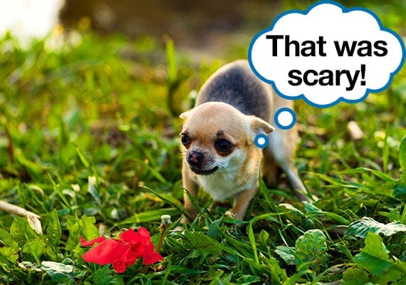 Chihuahua being deterred from digging yard by popped balloon with speech bubble