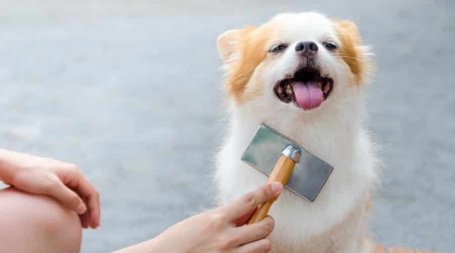 Chihuahua getting brushed by owner