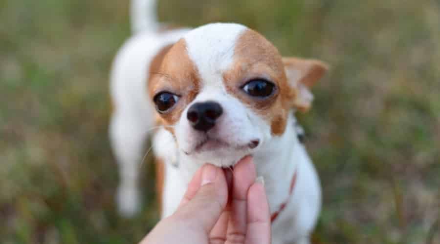 Chihuahua getting chin scratched