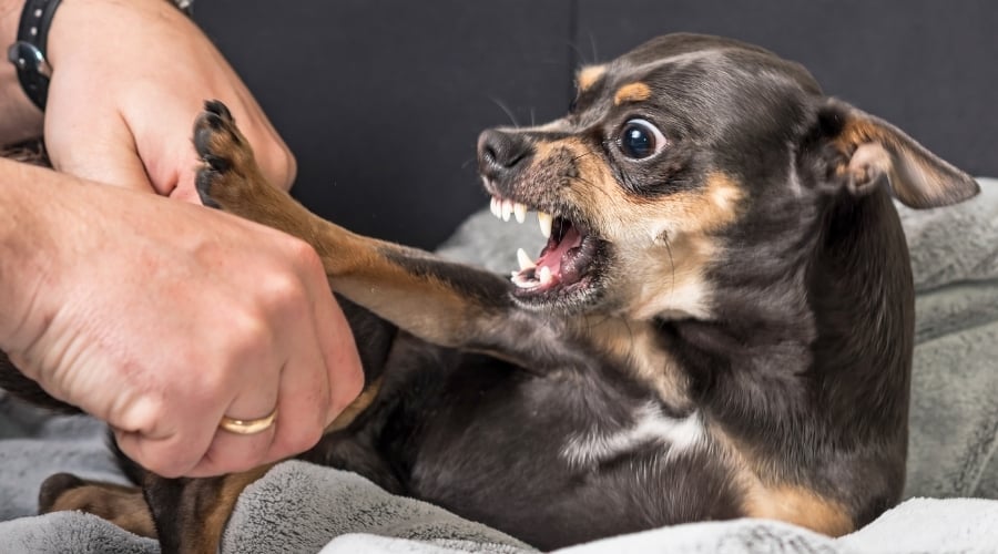 Dog barking at a hand.