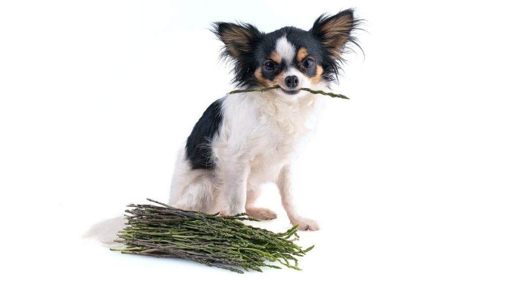 Chihuahua holding an asparagus in its mouth on a white background