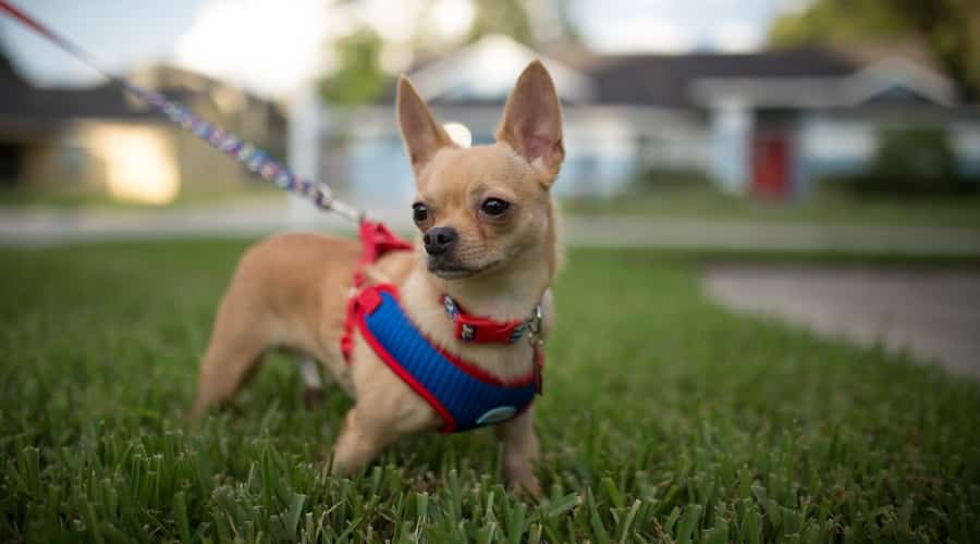 Chihuahua in Harness on grass