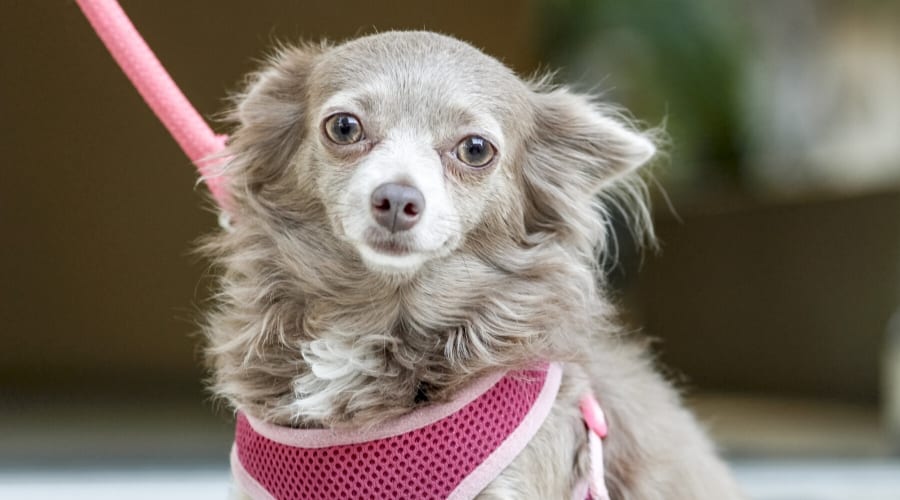 Chihuahua in Harness sitting on ground