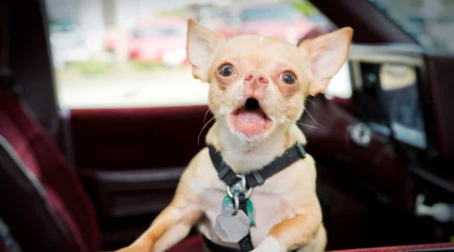 Chihuahua in a Car