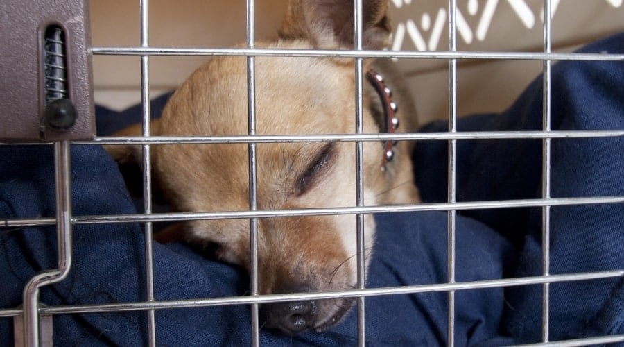 Chihuahua in a Travel Crate