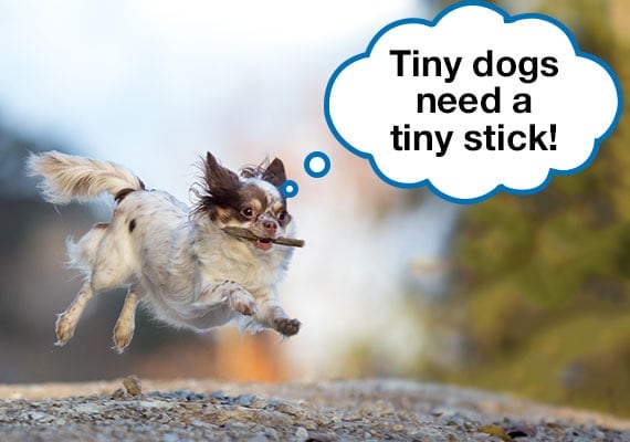 Chihuahua leaping in air while carrying small wooden stick in mouth
