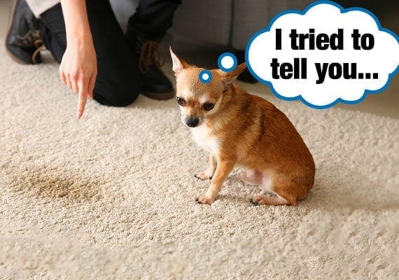 Chihuahua Pee on carpet because he couldn't get outside
