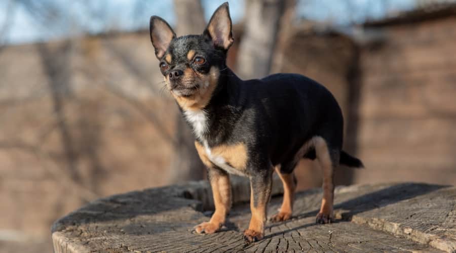 Chihuahua standing