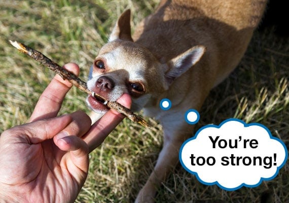 Chihuahua tugging on stick while owner pulls with two fingers