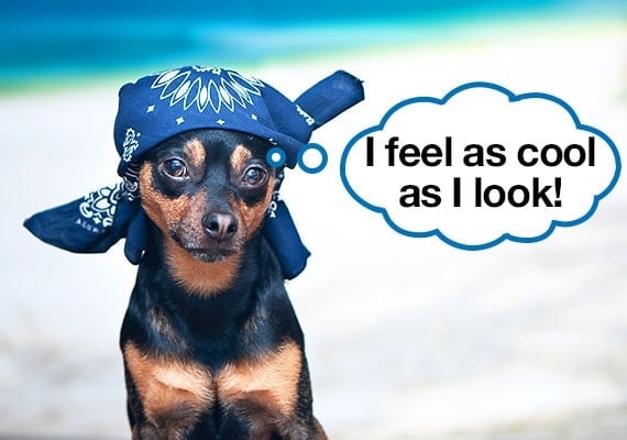 Chihuahua wearing a cooling bandana on hot summer day