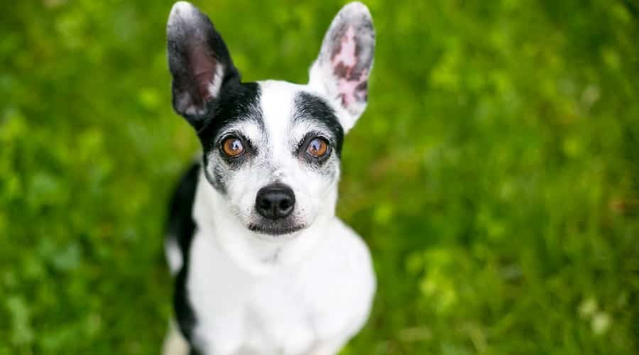 Chihuamatian