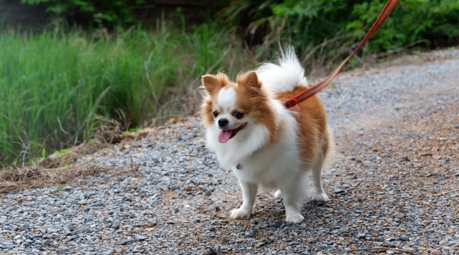 Chilier on leash on gravel path