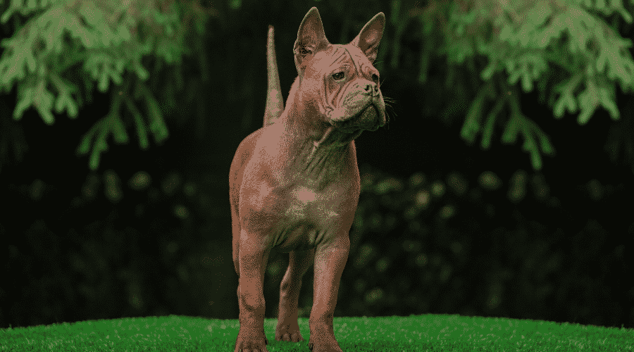 Chinese Chongqing dog on the grass