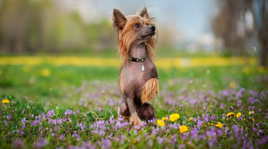 Chinese Crested Dog