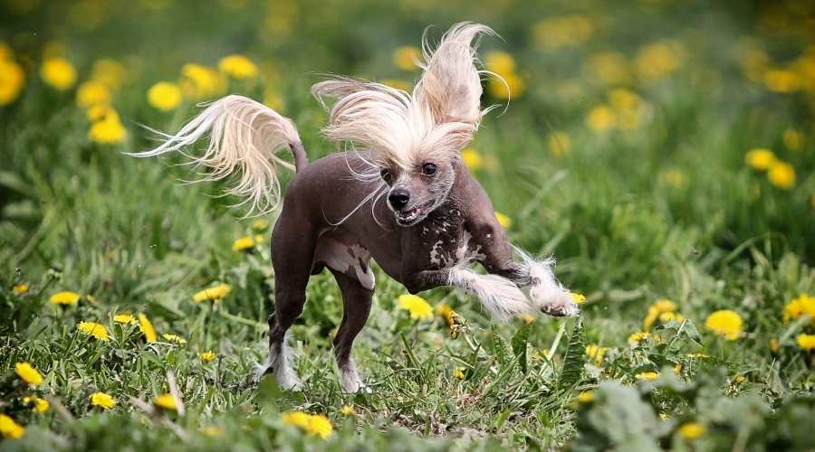 Chinese crested dog run in field