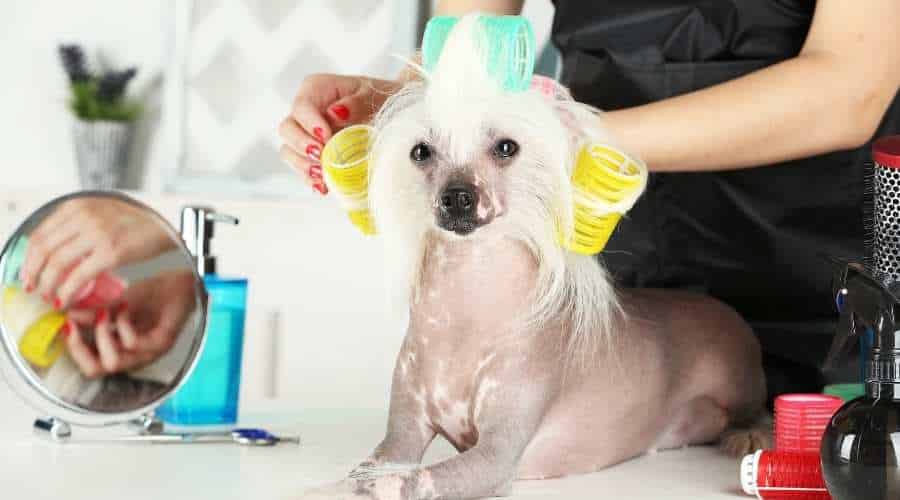 Portrait of Chinese Crested dog at barbershop