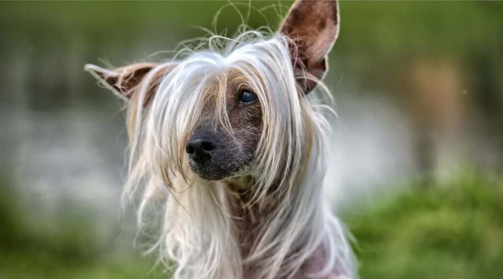 Old Chinese Crested dog in the summer in the park with long hair in face