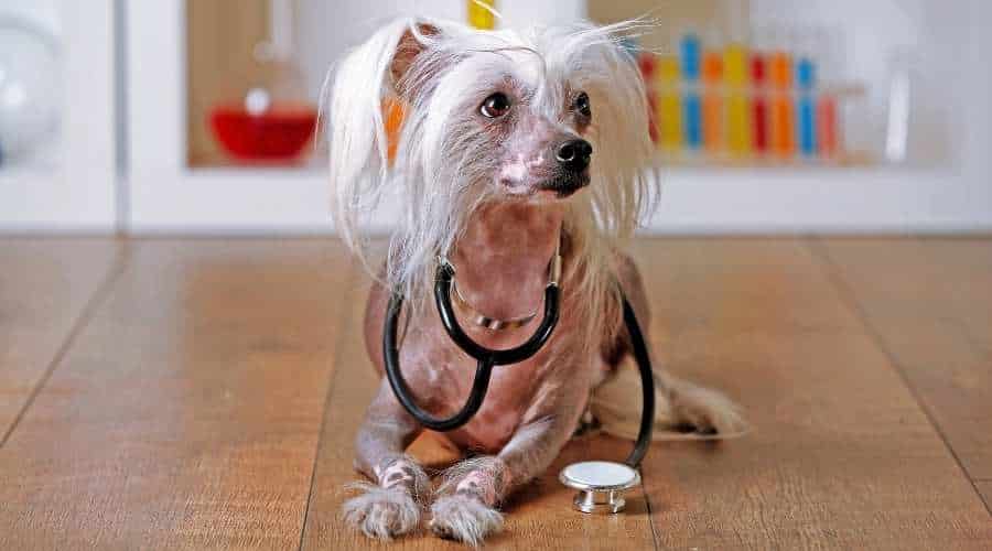 Hairless Chinese crested dog with stethoscope in laboratory