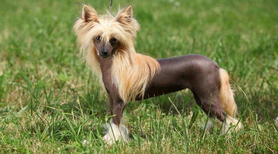 Chinese Crested Dog standing in the grass