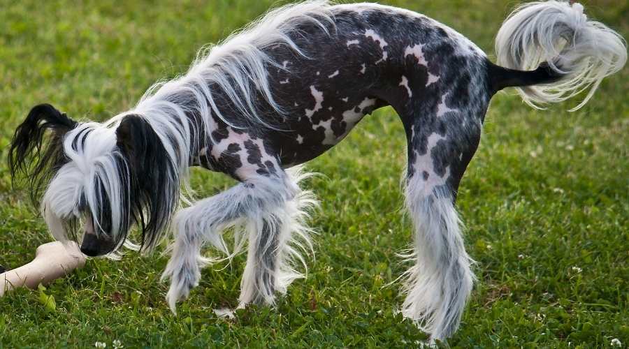 Chinese Crested Hairless Dog looking at bone in the grass