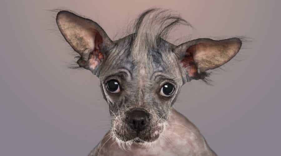 Close-up of a Chinese crested dog puppy looking at the camera, on gradient grey background.