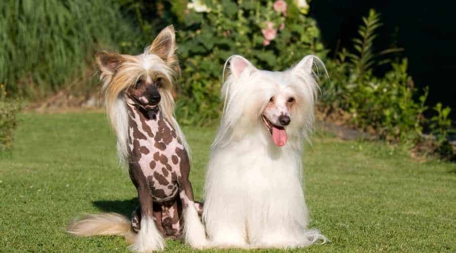 Portrait of two nice Chinese crested dog - one spotted and one white with longer hair sitting in the grass