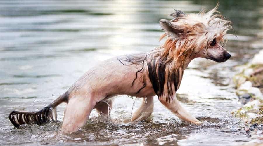 Chinese crested dog in river