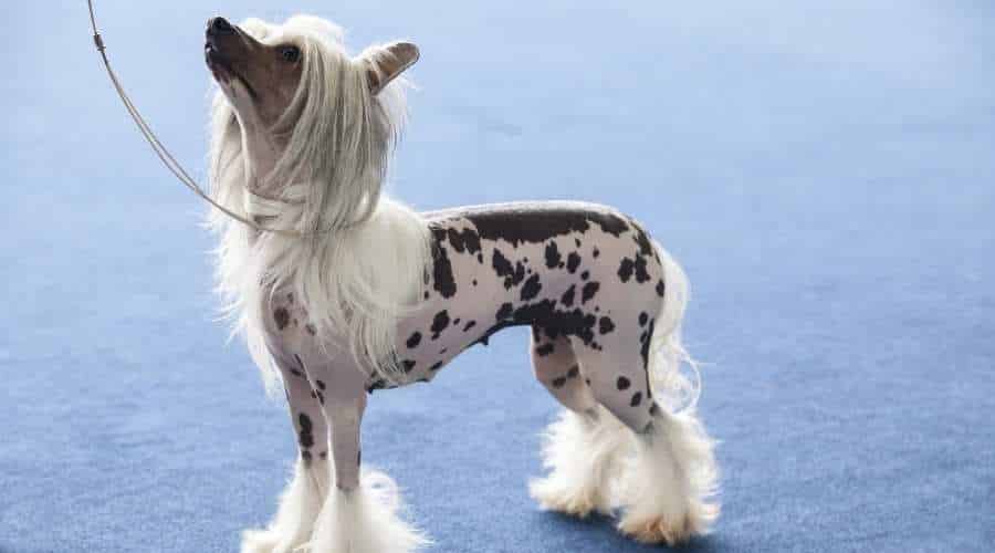 Young Chinese crested dog looking up at trainer while on leash