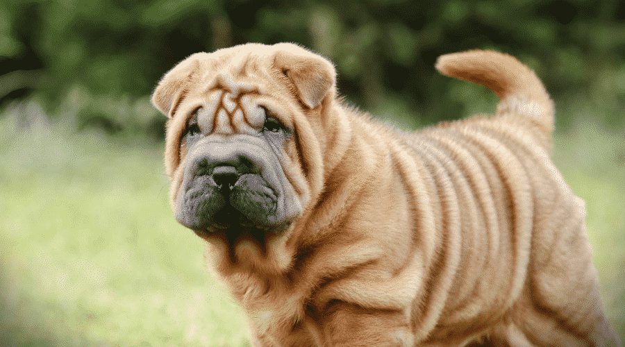 Chinese Shar Pei puppy standing outside.