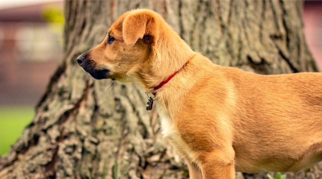 Chinook Breed Information Personality Traits, Temperament, And More