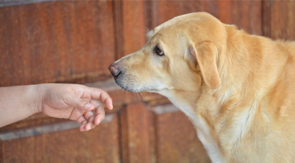 Chinook sniffing a hand with door in the background