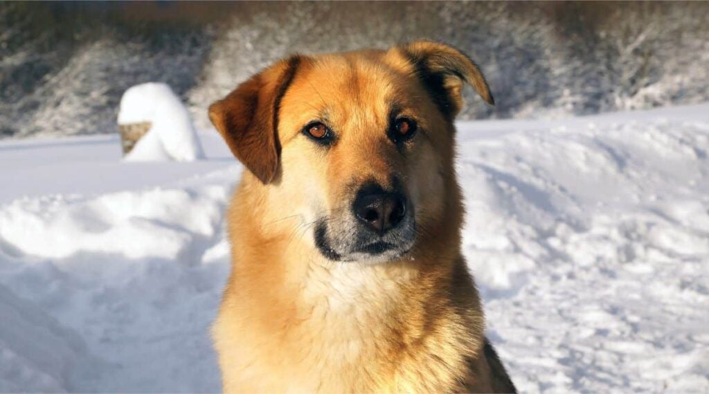 Chinook face sitting looking at camera with snow in the background
