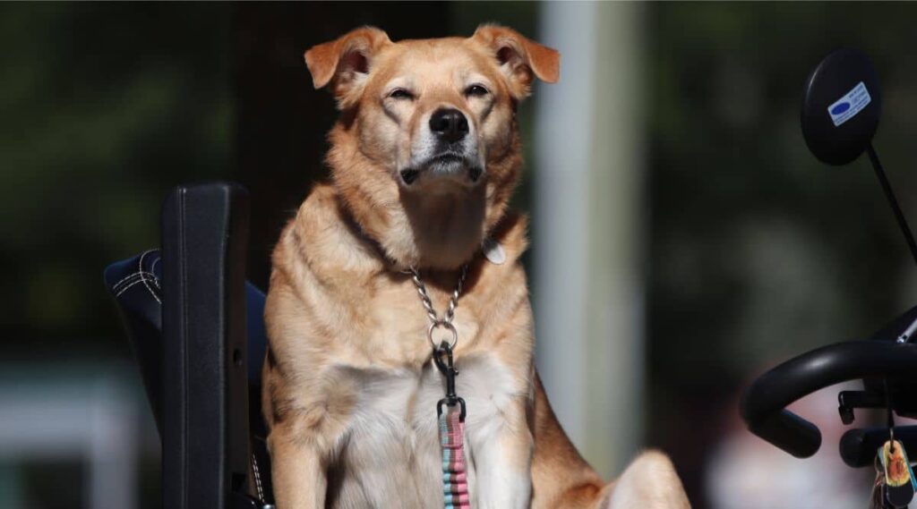 Chinook sitting outside on leash looking at the camera