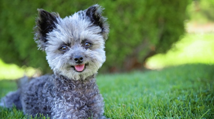 Chipoo Dog