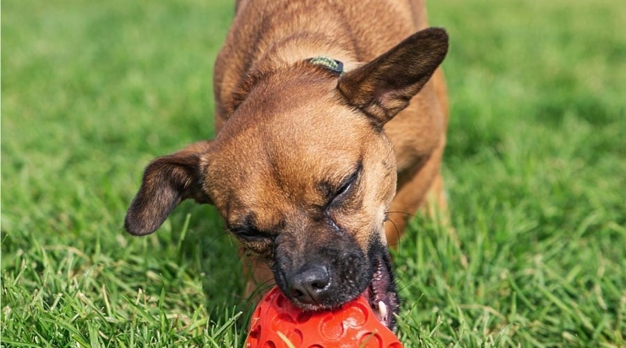 Chiweenie Playing with Toy
