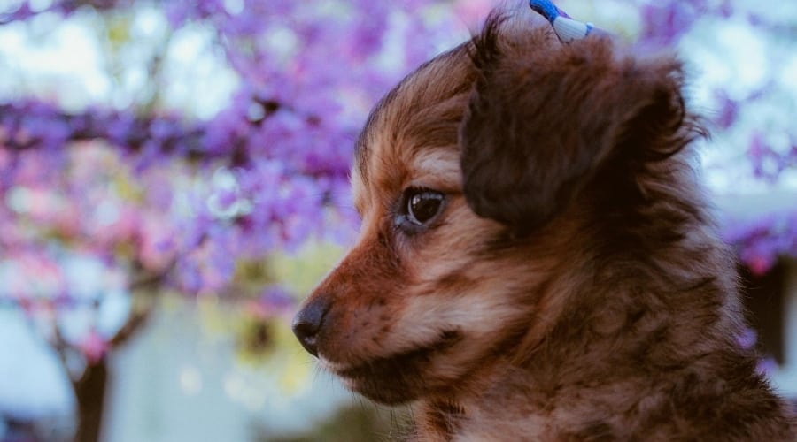 Chiweenie Puppy