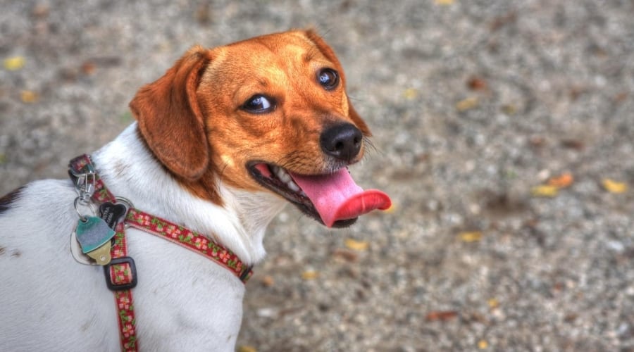 Chiweenie on a Walk