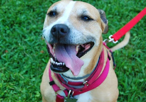 Chloe the Pit Bull mix, our third slow-feeder dog bowl tester.
