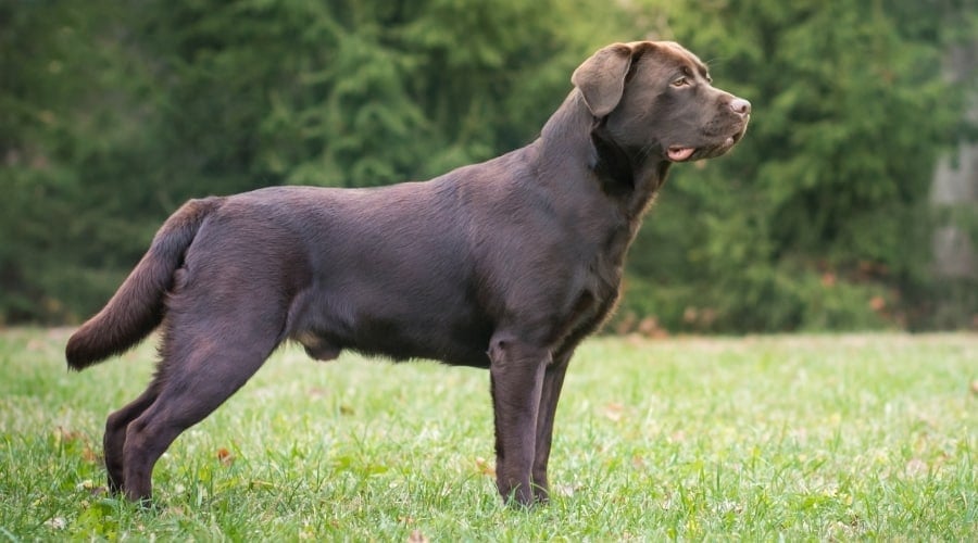 Chocolate Brown Dog Standing Outside