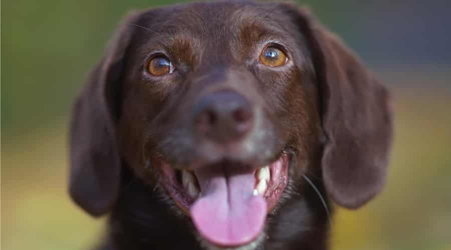 Chocolate Corgidor