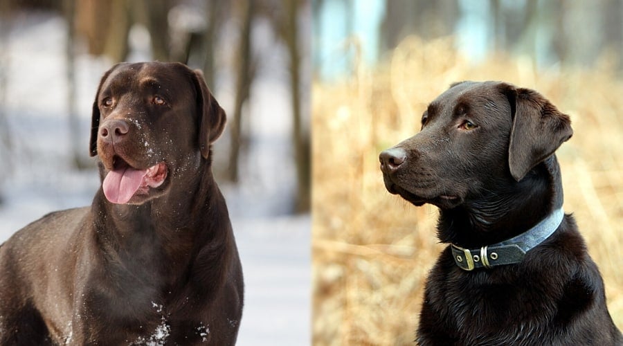 Chocolate English and American Labs